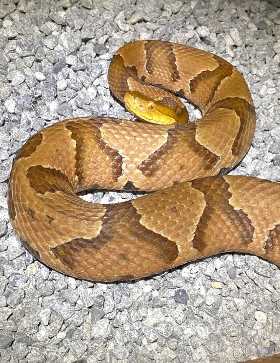 Copperhead